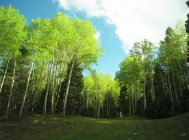 Aspen trees