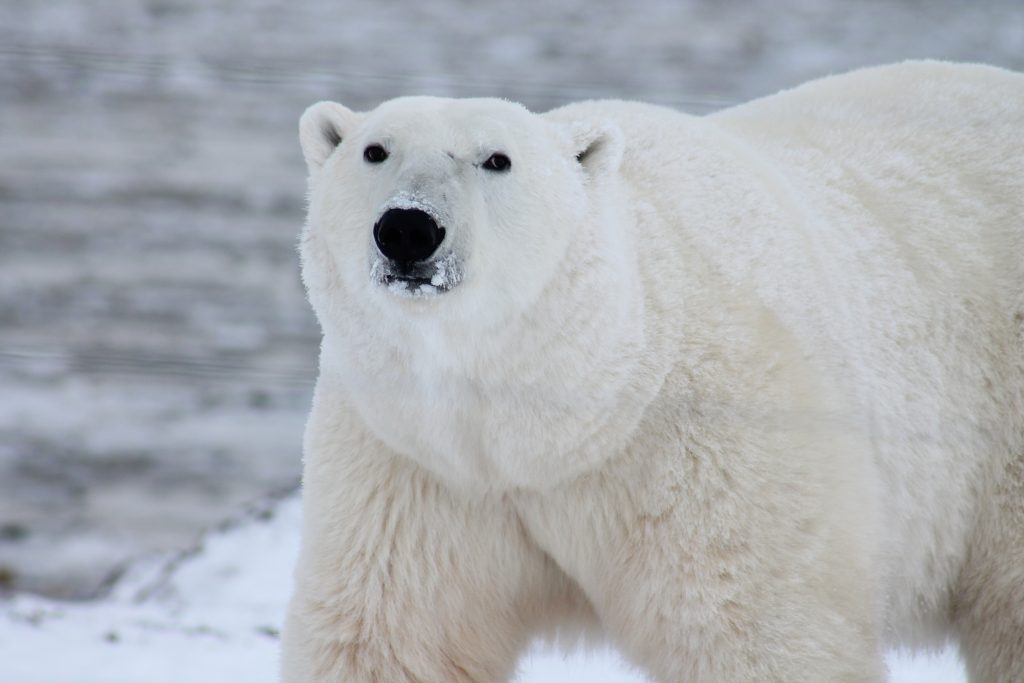 polar bear dreamforce 2018