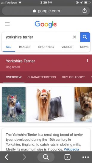 An example of screenshot of Google's knowledge panel for Yorkshire Terrier