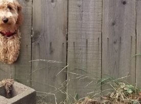 Dog And Fence