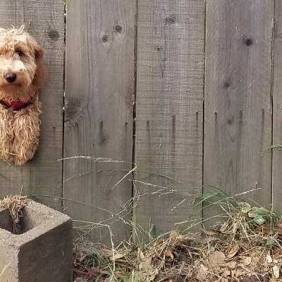 Dog And Fence