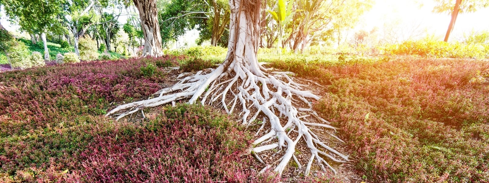 Tree Roots