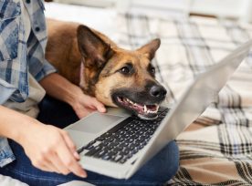 Dog Looking At Laptop Screen