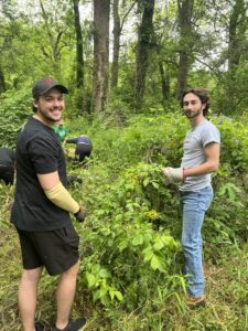 Perficient colleagues working to clear invasive species