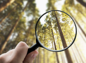 Magnifying Glass Focusing A Forest