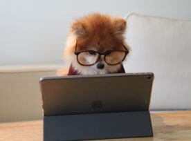 Cookie The Pom Gysmaocsdqs Unsplash