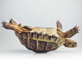 Photo of a turtle stuck on its back, illustrating the idea of creative block and needing help to get unstuck.