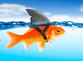 A goldfish wearing a shark fin to illustrate lying to ourselves.
