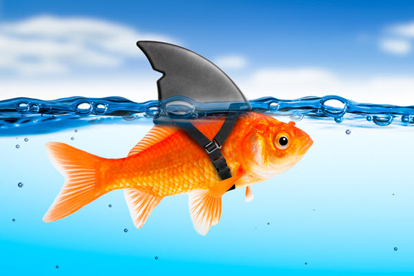 A goldfish wearing a shark fin to illustrate lying to ourselves.