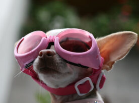 Picture of a Chihuahua dog wearing pink aviator glasses, looking like a wildcard.