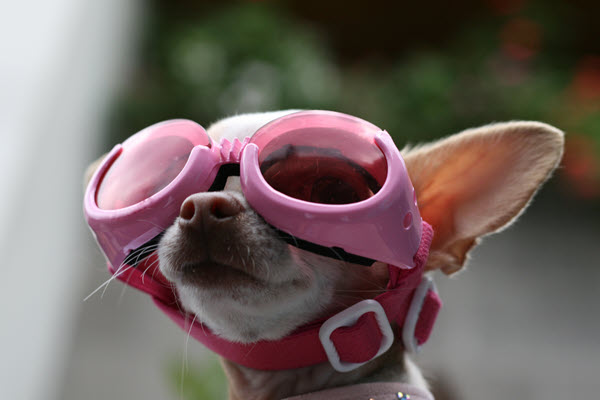 Picture of a Chihuahua dog wearing pink aviator glasses, looking like a wildcard.