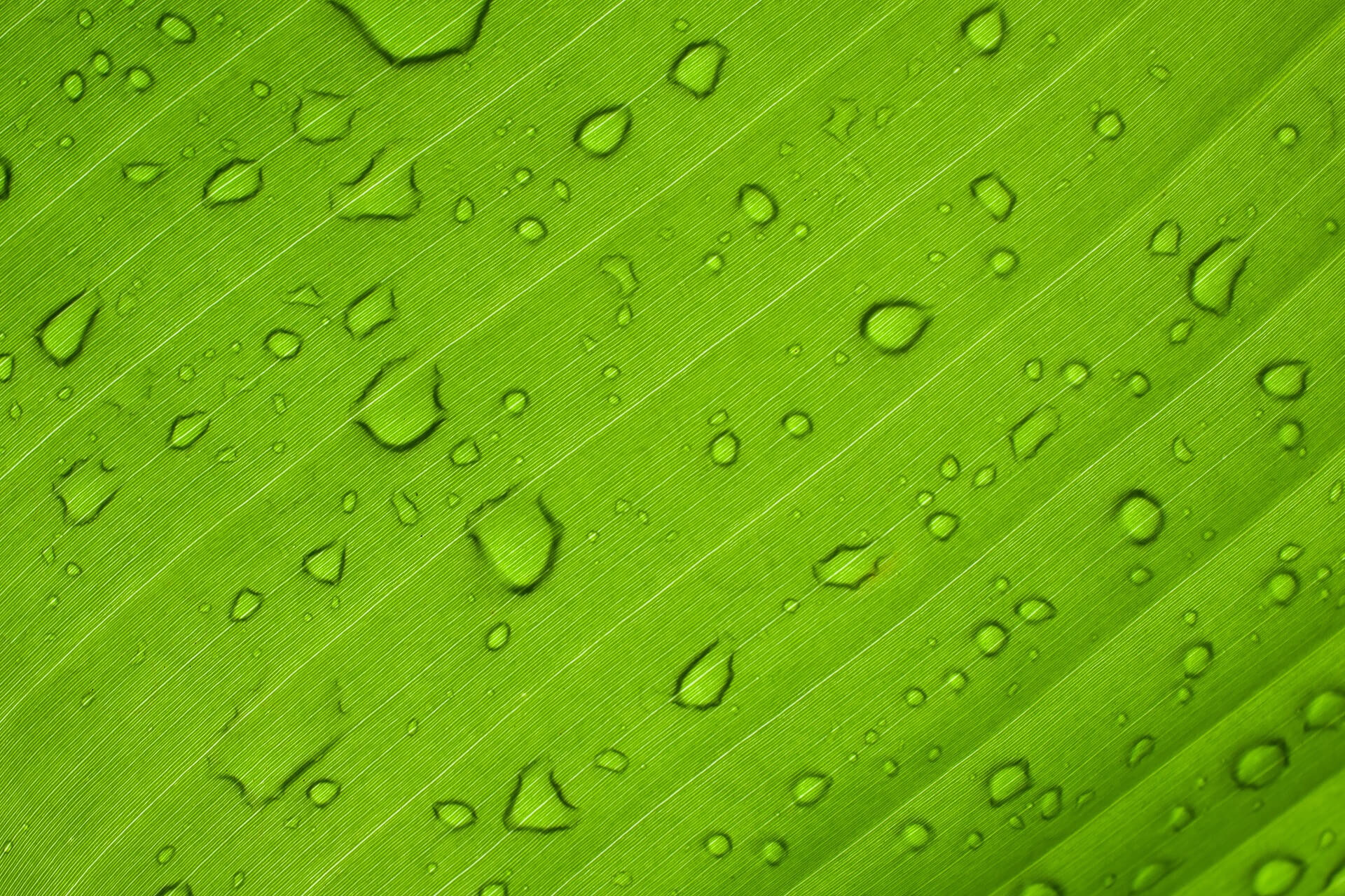Wet Leaf@1x.jpg